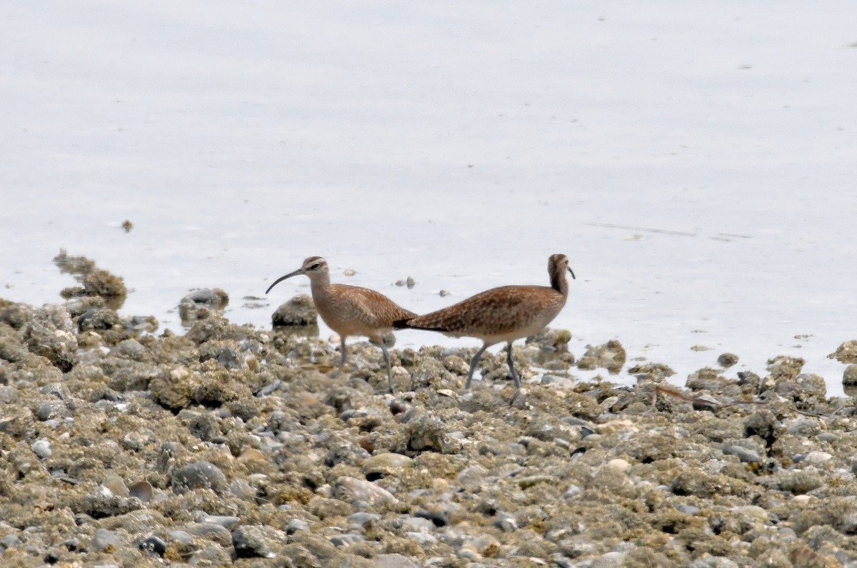 koliha malá (ssp. hudsonicus) - ML622118067