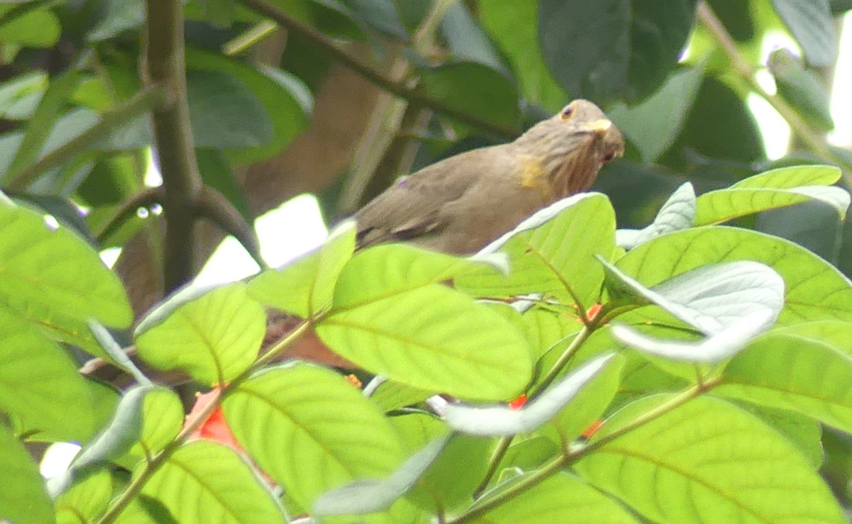 Ecuadorian Thrush - ML622118068