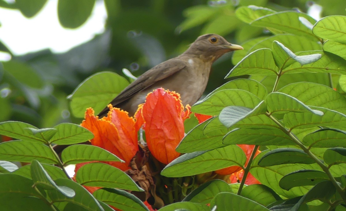 Ecuadorian Thrush - ML622118069