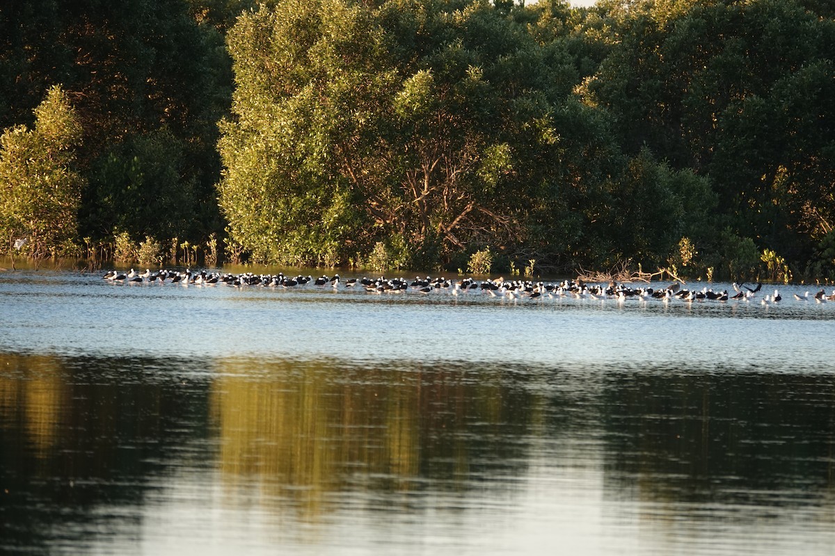 Pied Stilt - Robert Morison and Joyce Ives