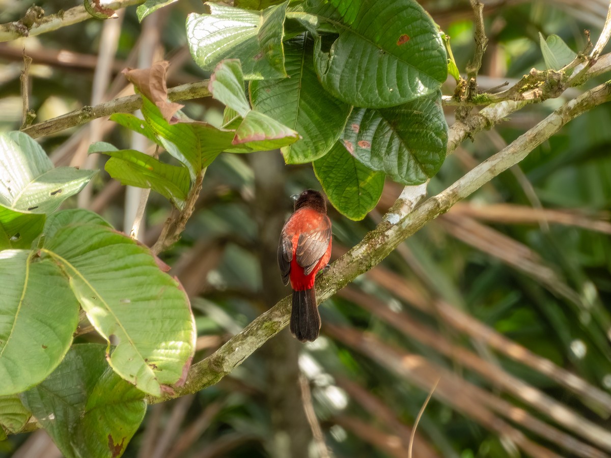 Crimson-backed Tanager - ML622118072