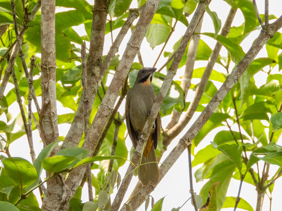 Buff-throated Saltator - ML622118074