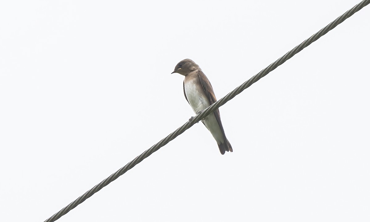 Northern Rough-winged Swallow - ML622118075