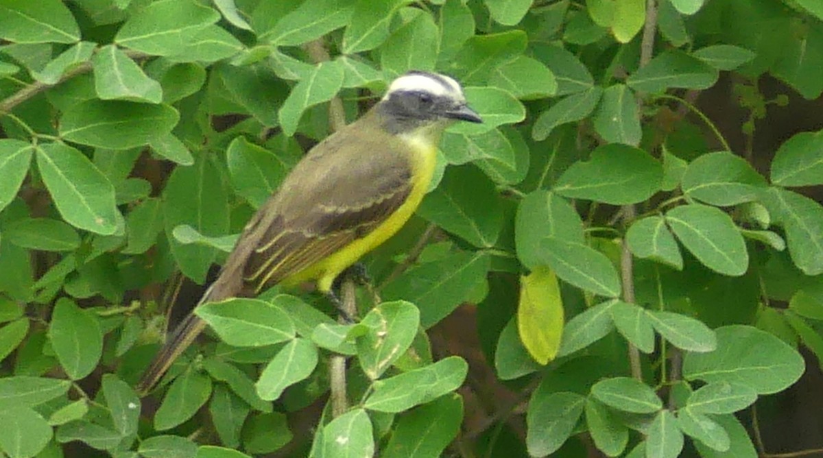 Social Flycatcher - ML622118080