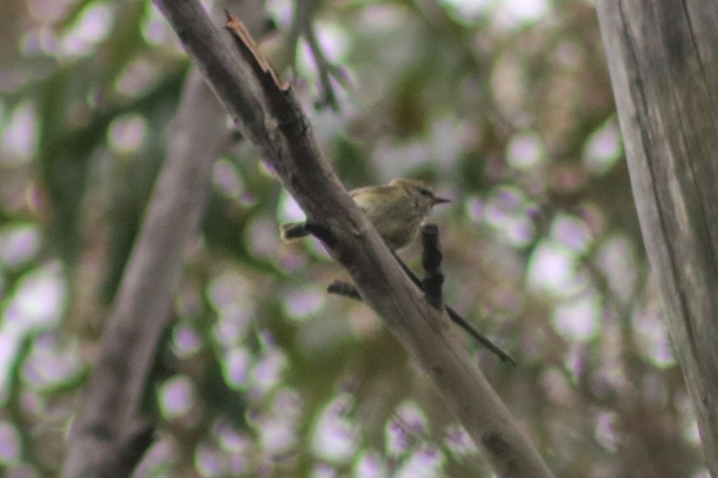 Striated Thornbill - Oscar Dove