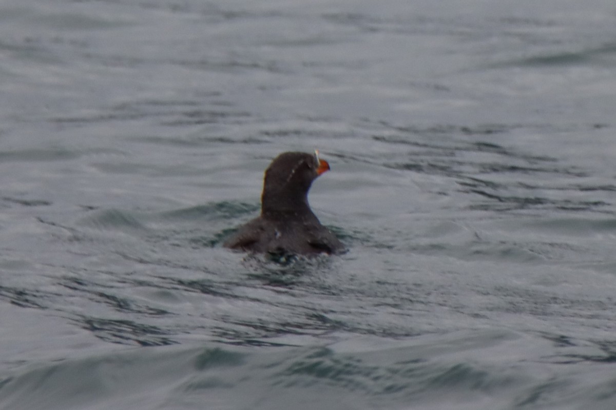 Rhinoceros Auklet - Vicky Atkinson