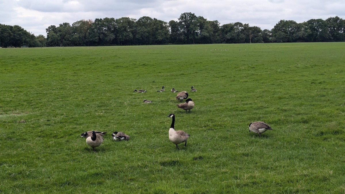 Canada Goose - ML622118110