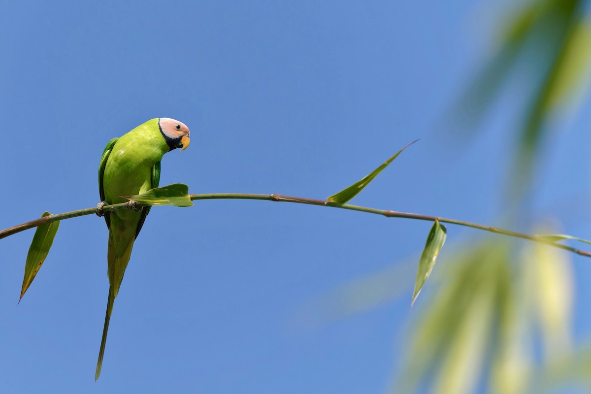 Blossom-headed Parakeet - ML622118112