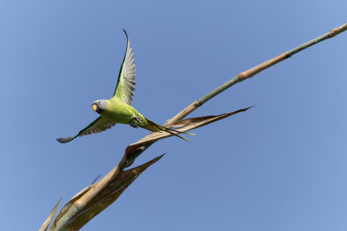 Blossom-headed Parakeet - ML622118113