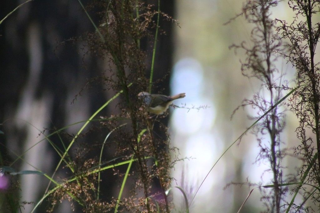 Striated Thornbill - ML622118114