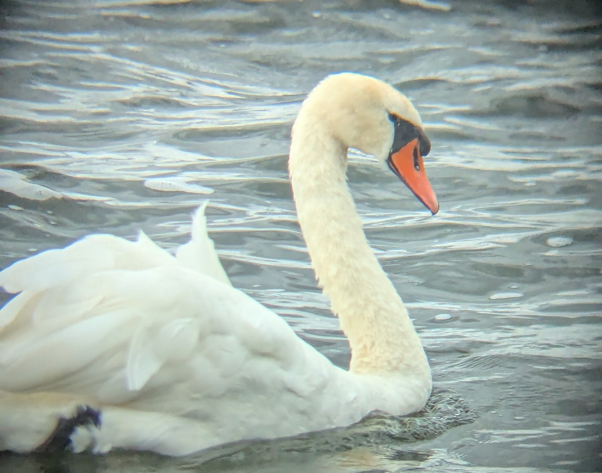 Mute Swan - Tom Perrett