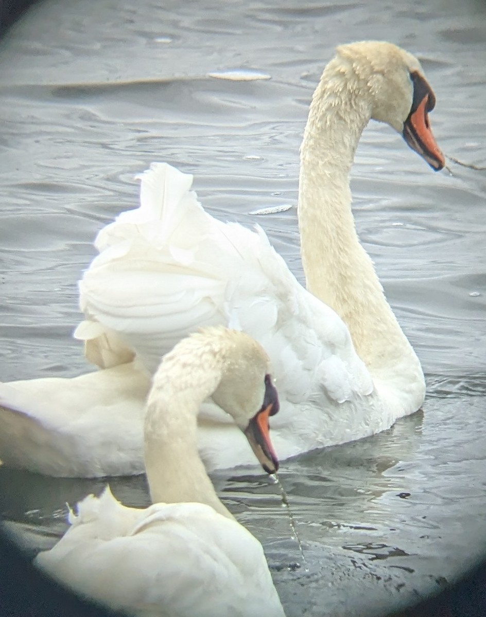 Mute Swan - ML622118116