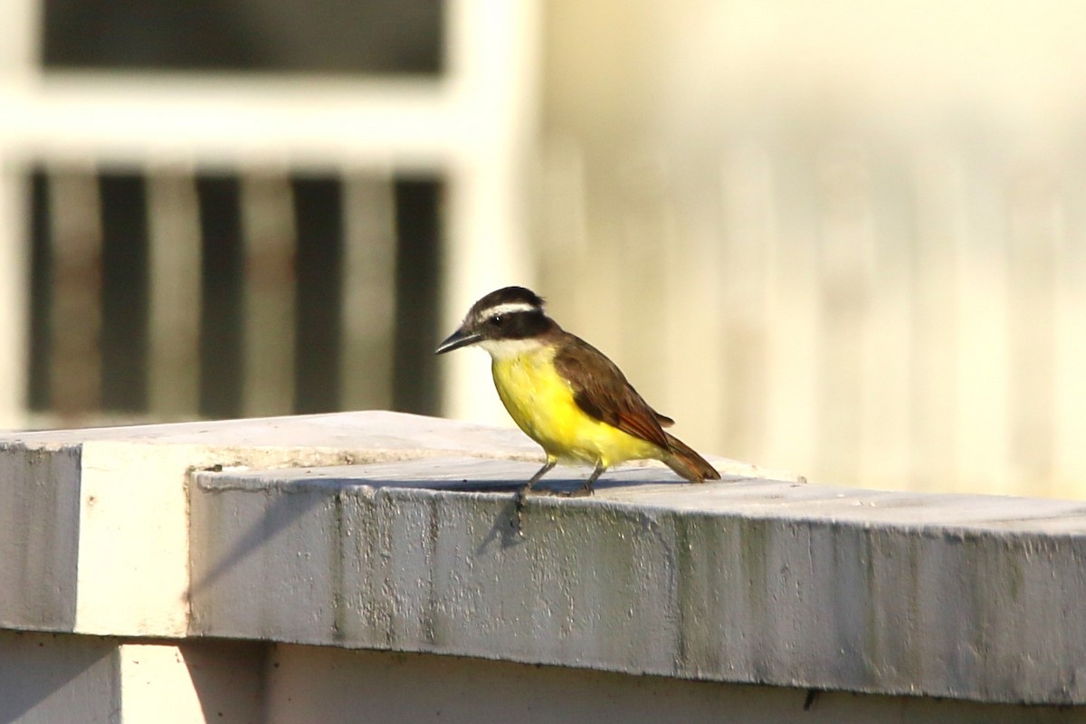 Lesser Kiskadee - ML622118118