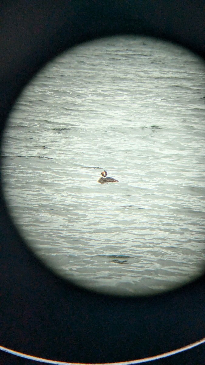 Great Crested Grebe - ML622118119