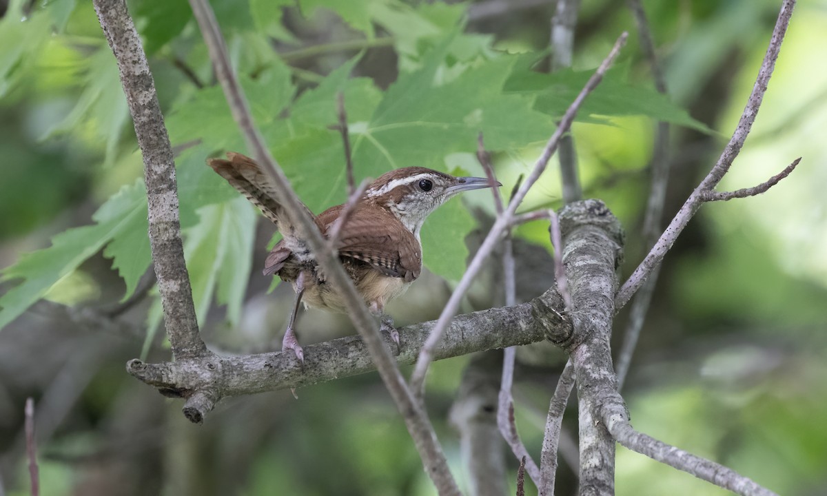 Carolina Wren - ML622118120