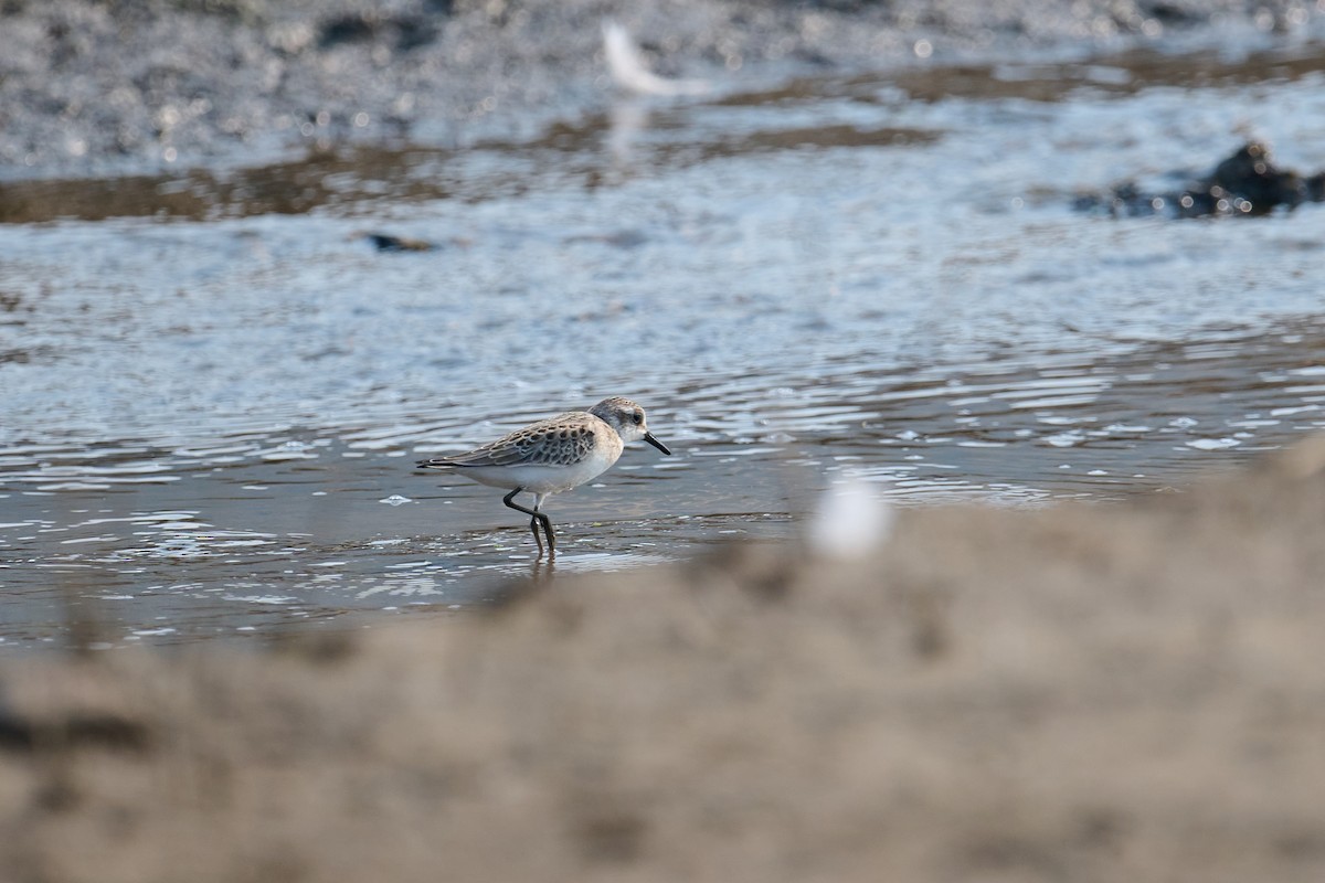 Semipalmated Sandpiper - ML622118121