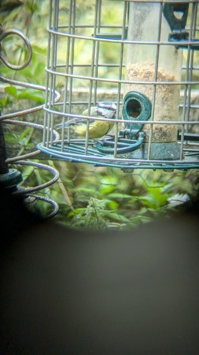 Eurasian Blue Tit - Tom Perrett