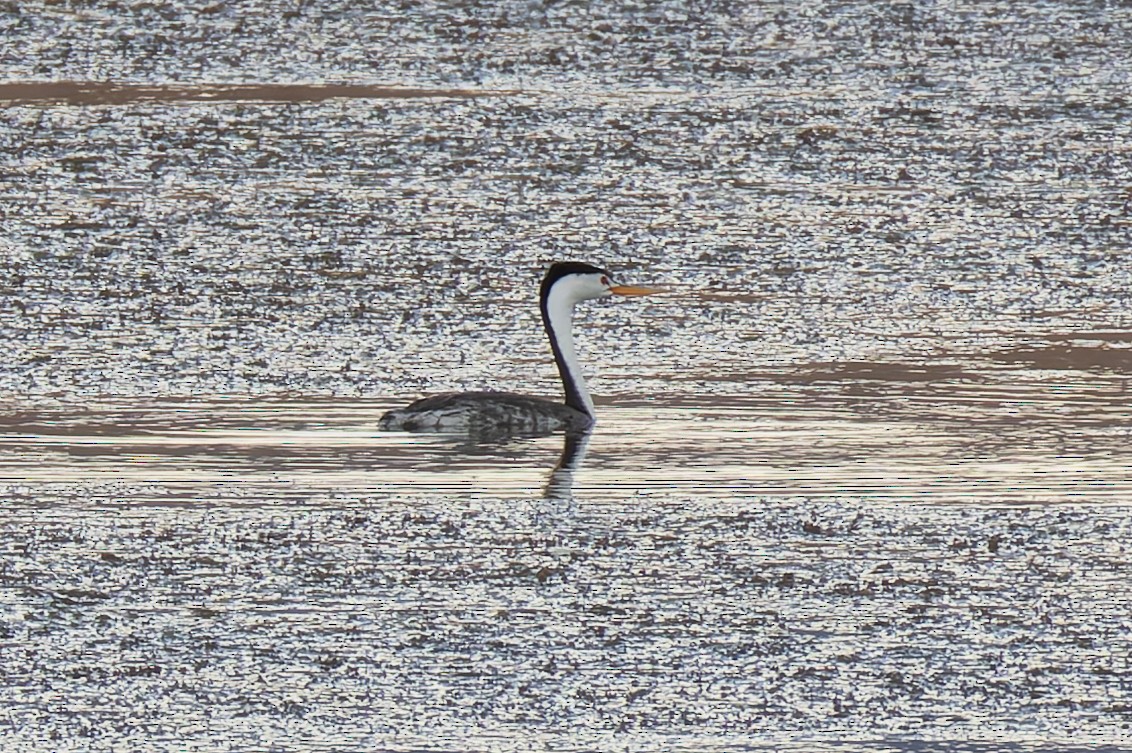 Clark's Grebe - Joe Aliperti