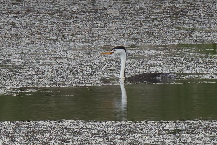 Clark's Grebe - ML622118124