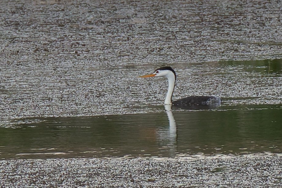 Clark's Grebe - ML622118126