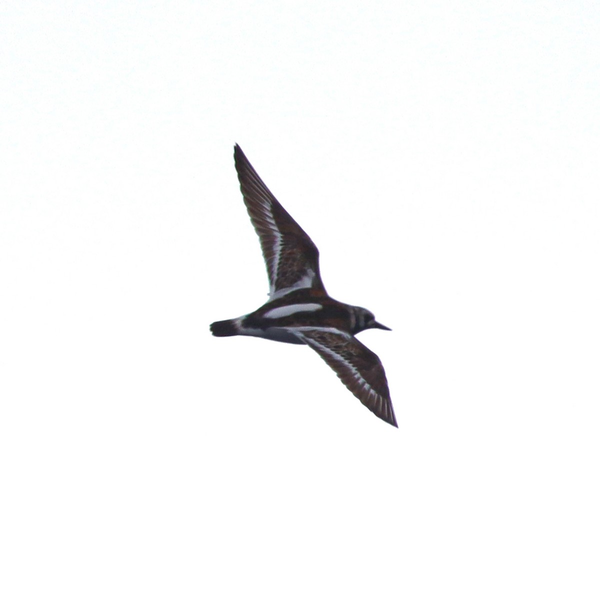 Ruddy Turnstone - ML622118128