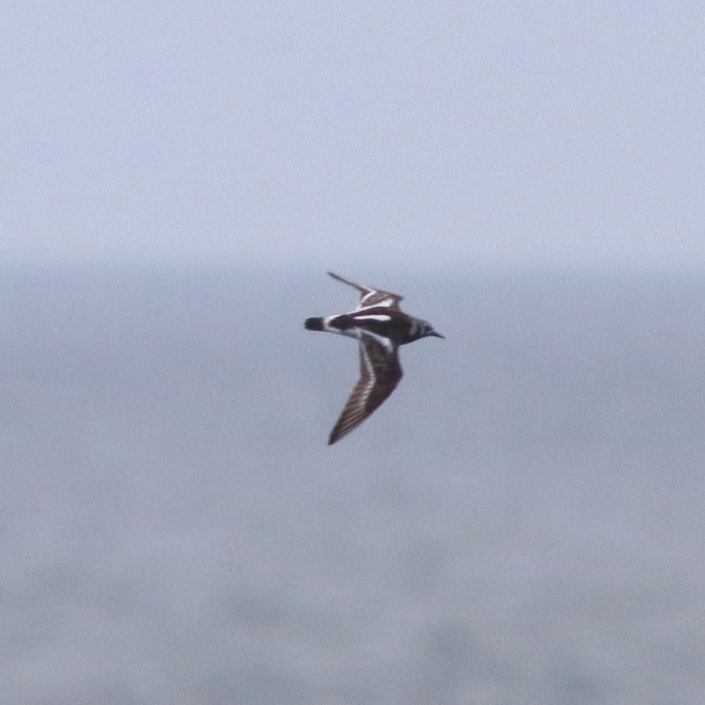 Ruddy Turnstone - ML622118129