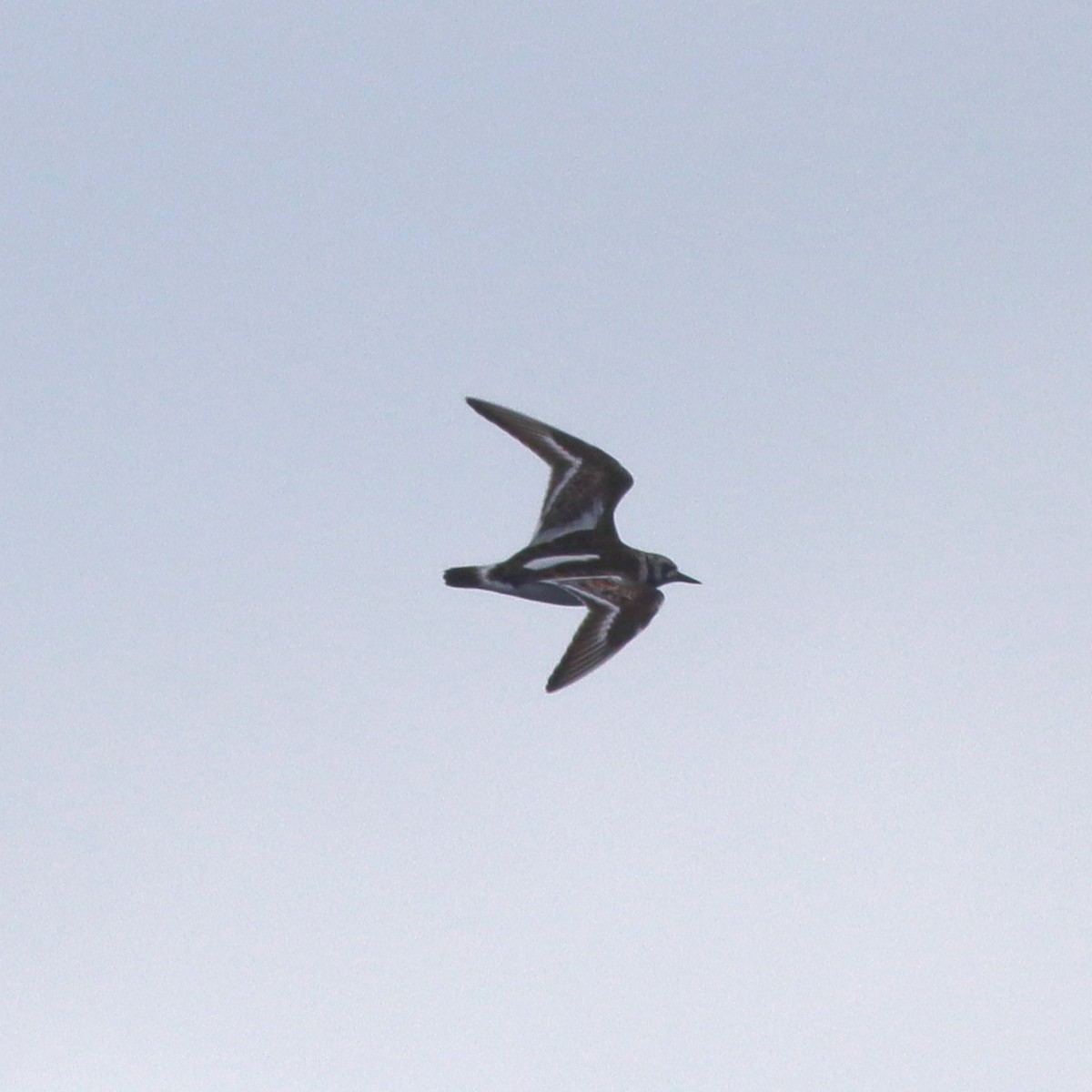 Ruddy Turnstone - Callan Bentley