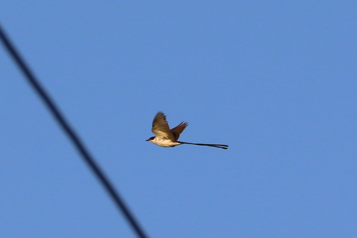 Fork-tailed Flycatcher - Kevin Lester