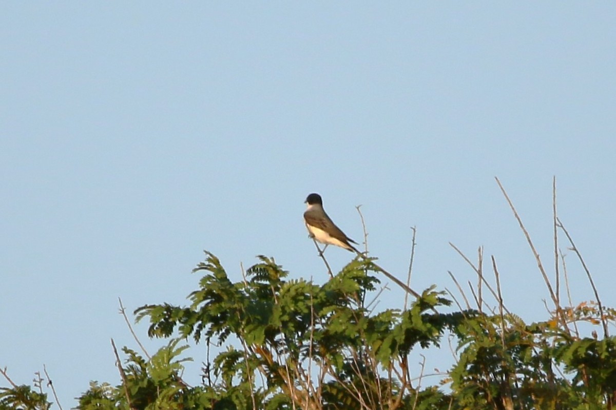 Fork-tailed Flycatcher - ML622118132