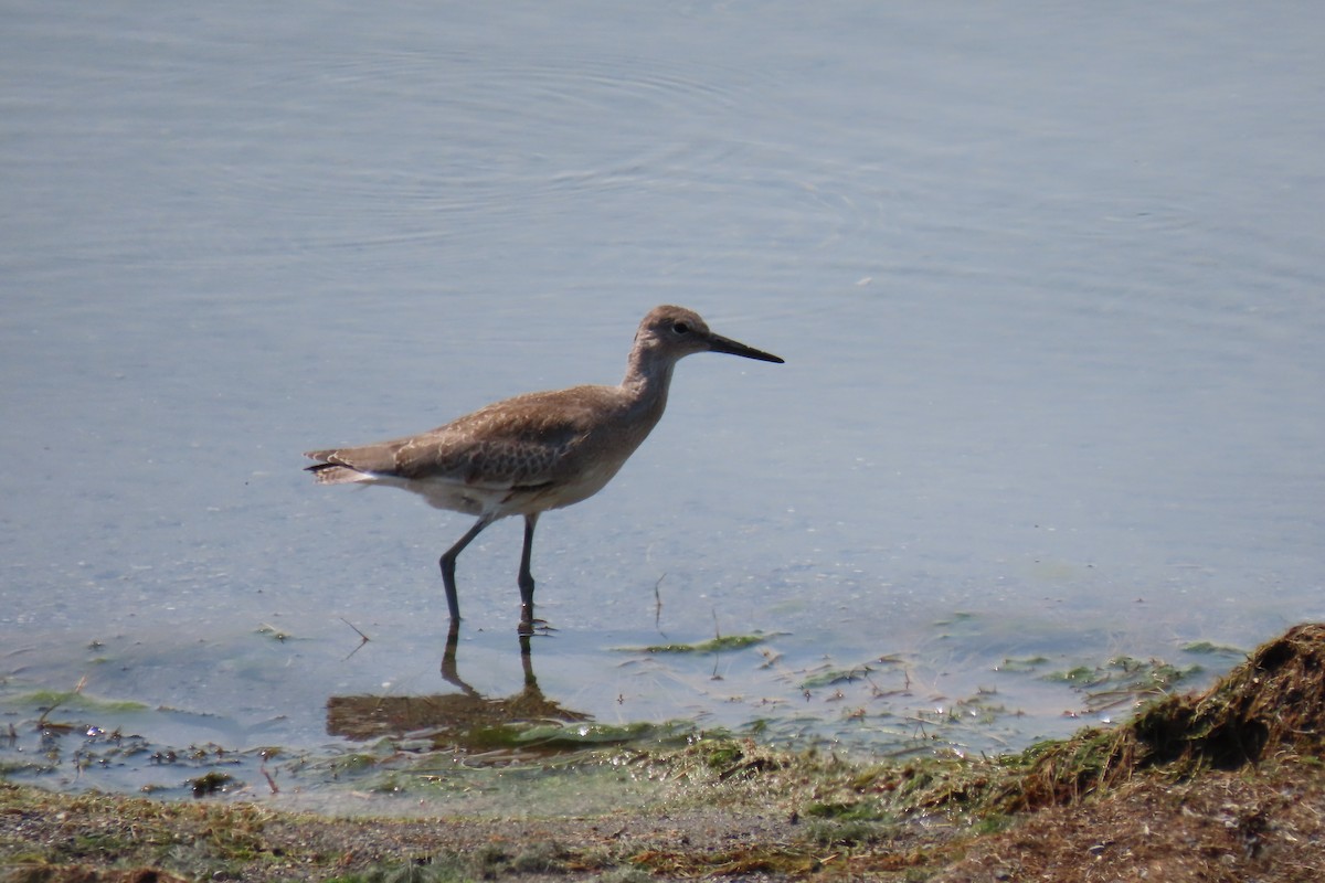 Willet - ML622118135