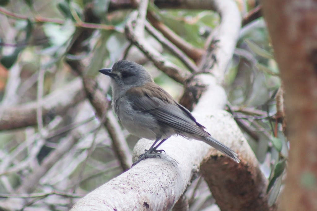 Gray Shrikethrush - ML622118137