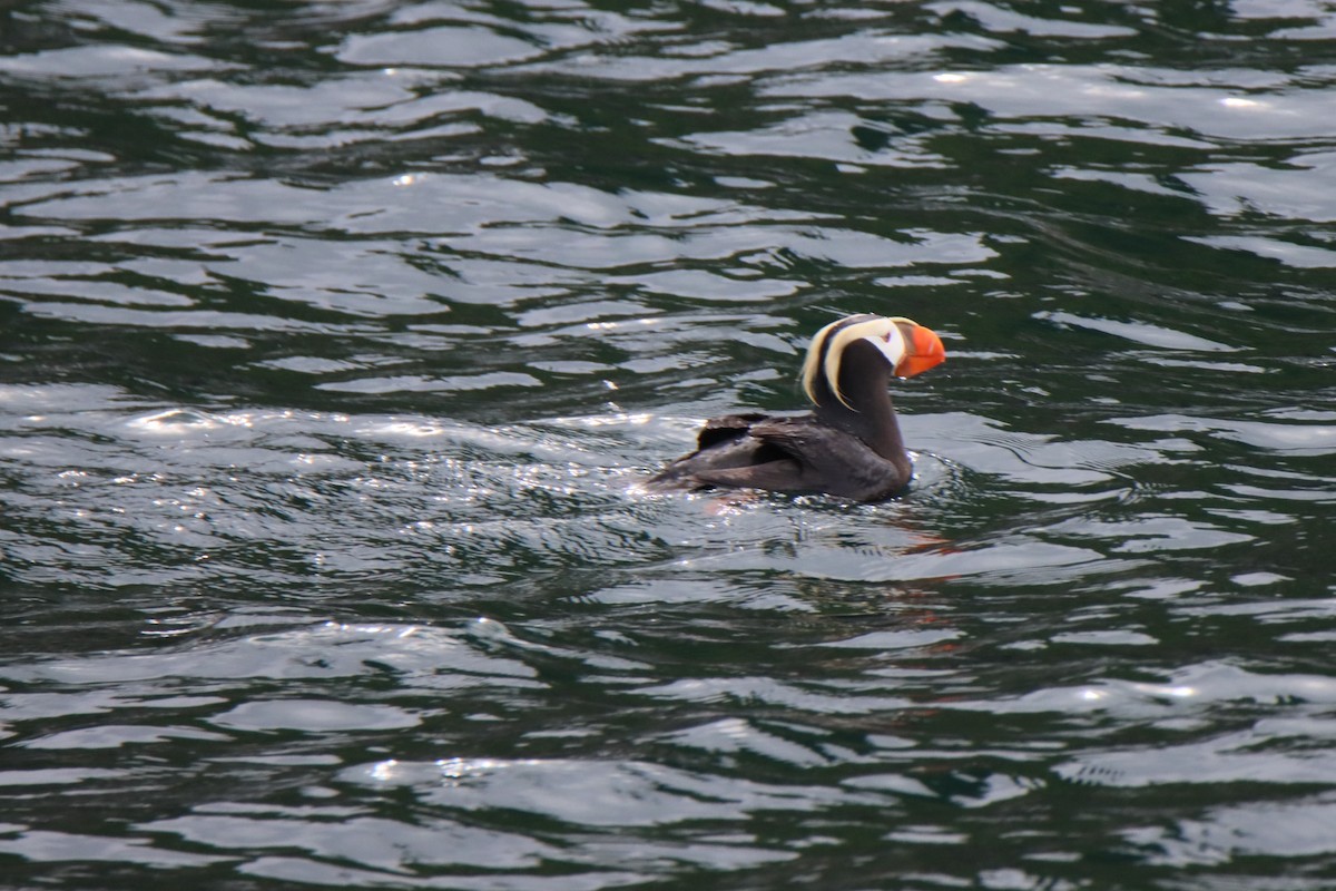 Tufted Puffin - ML622118138