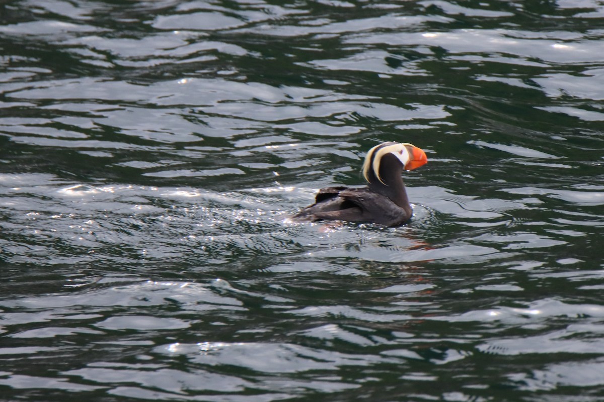 Tufted Puffin - Vicky Atkinson