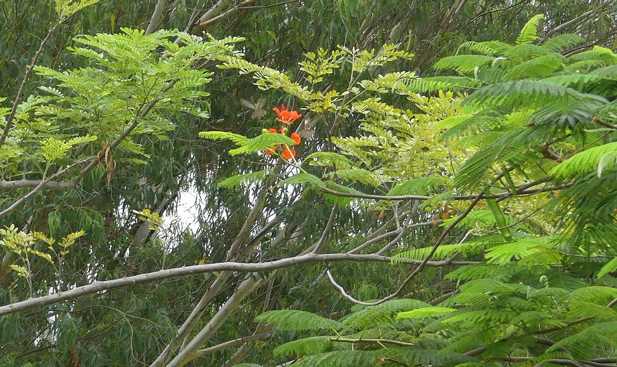Amazilia Hummingbird - ML622118148