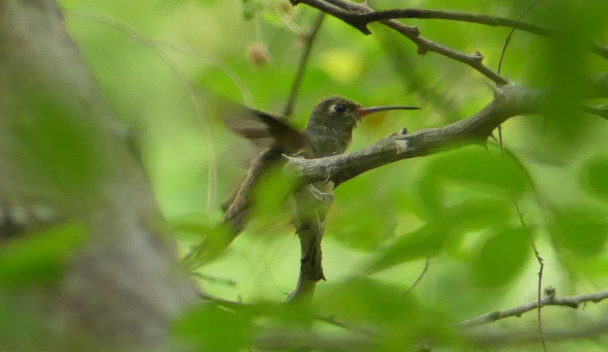 Amazilia Hummingbird - ML622118149