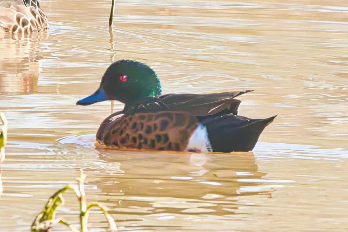 Chestnut Teal - ML622118153