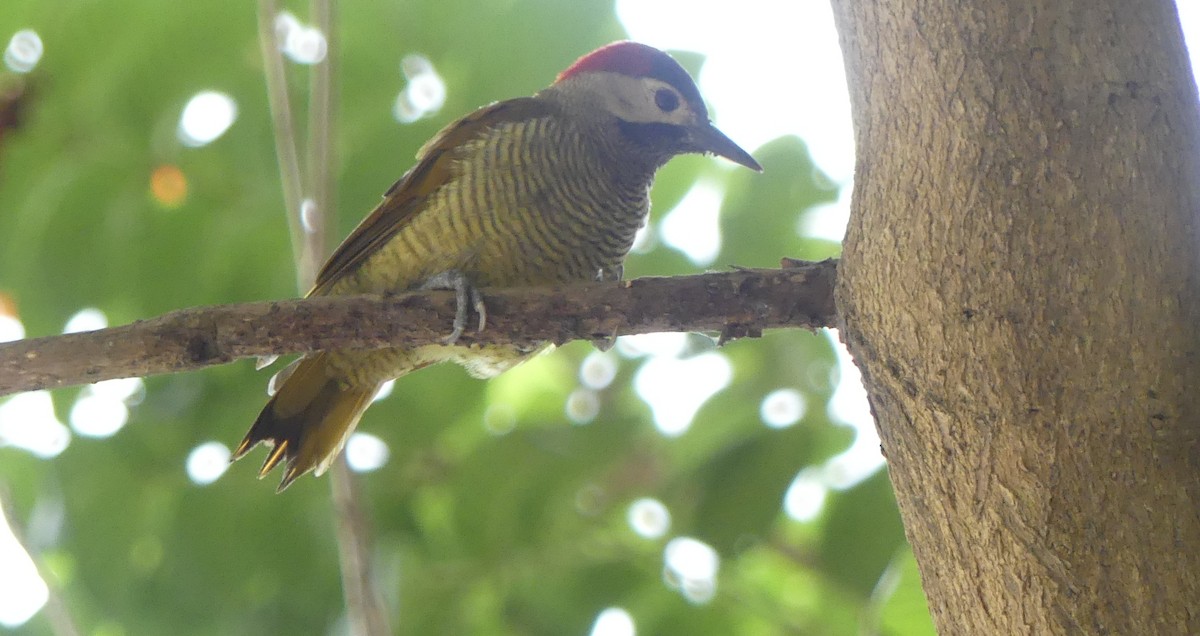 Golden-olive Woodpecker - ML622118158