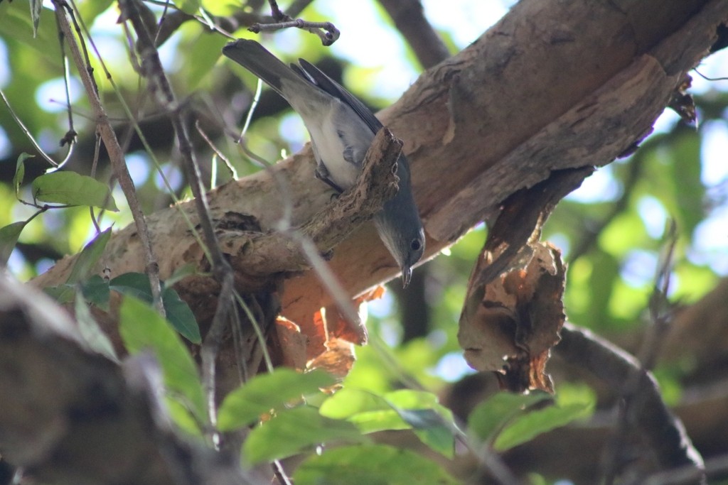 Gray Shrikethrush - ML622118161