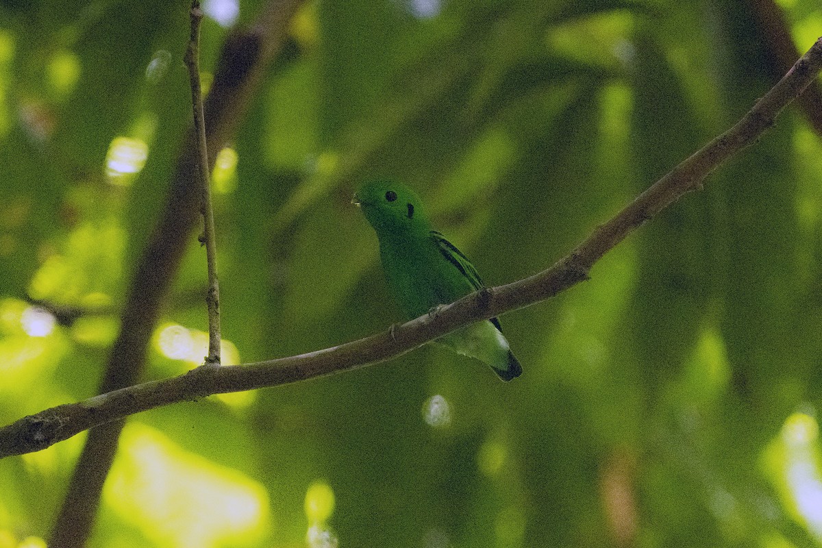 Green Broadbill - Wachara  Sanguansombat