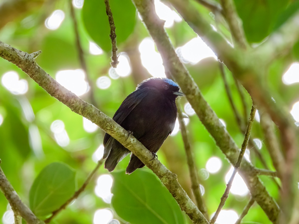 Velvety Manakin - ML622118171