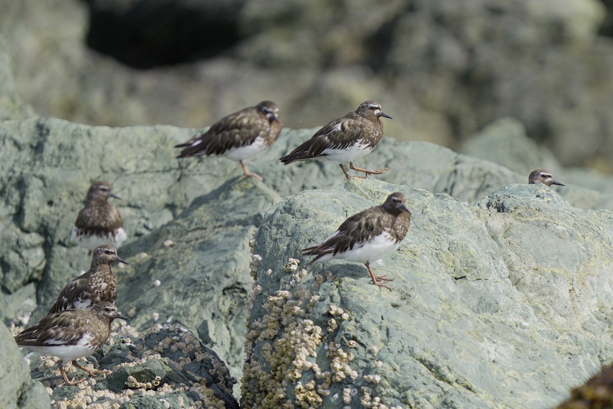 Ruddy Turnstone - ML622118177