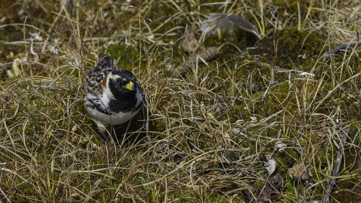 Lapland Longspur - ML622118246