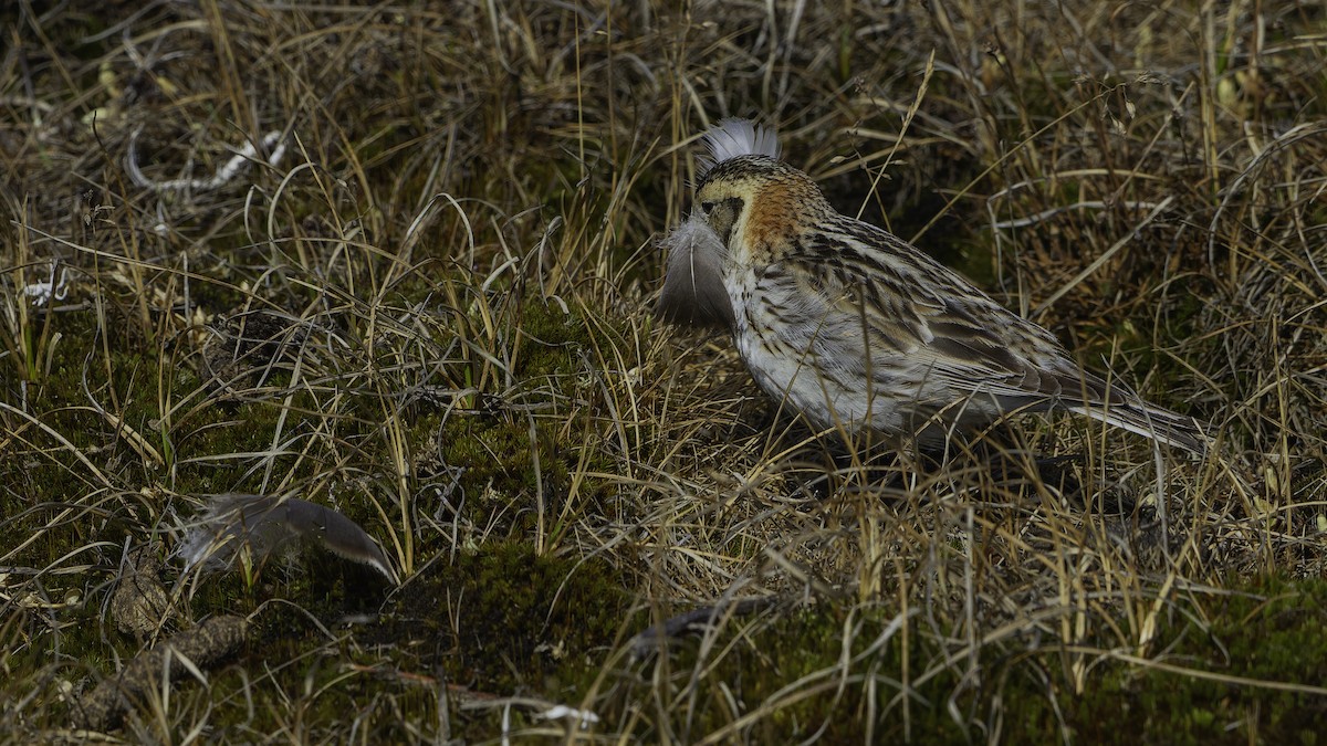 Lapland Longspur - ML622118247