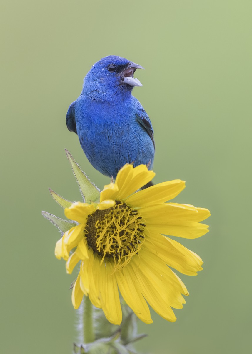 Indigo Bunting - ML622118250