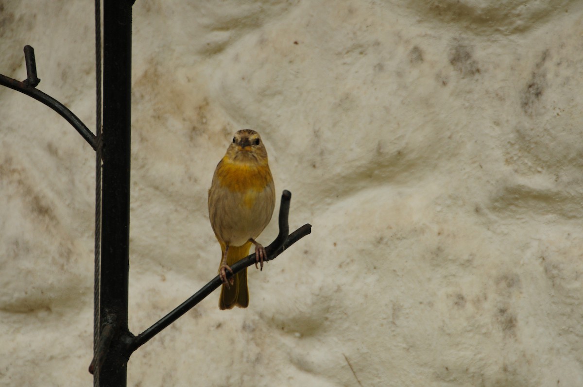 Saffron Finch - ML622118252