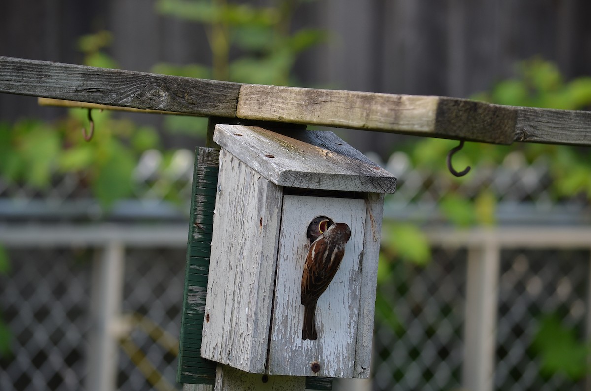 House Sparrow - ML622118260