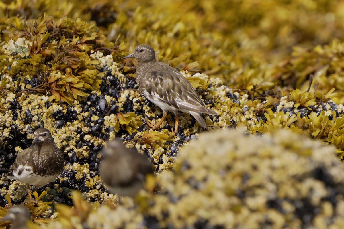 Ruddy Turnstone - ML622118284