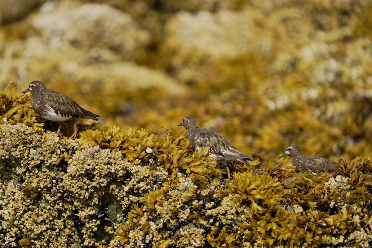 Ruddy Turnstone - ML622118285