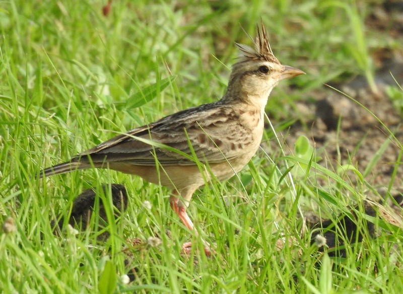 Tawny Lark - ML622118316