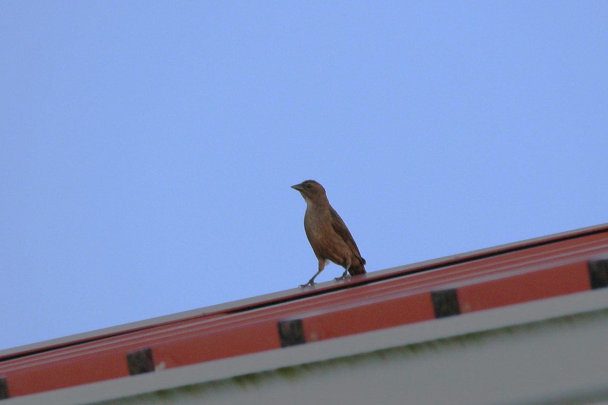 Shiny Cowbird - ML622118319